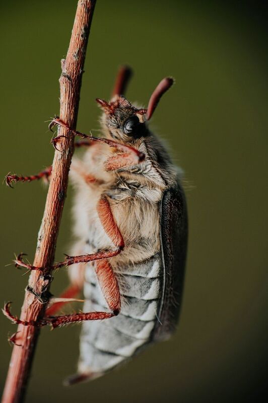 макро, майский жук Майский пушистикphoto preview