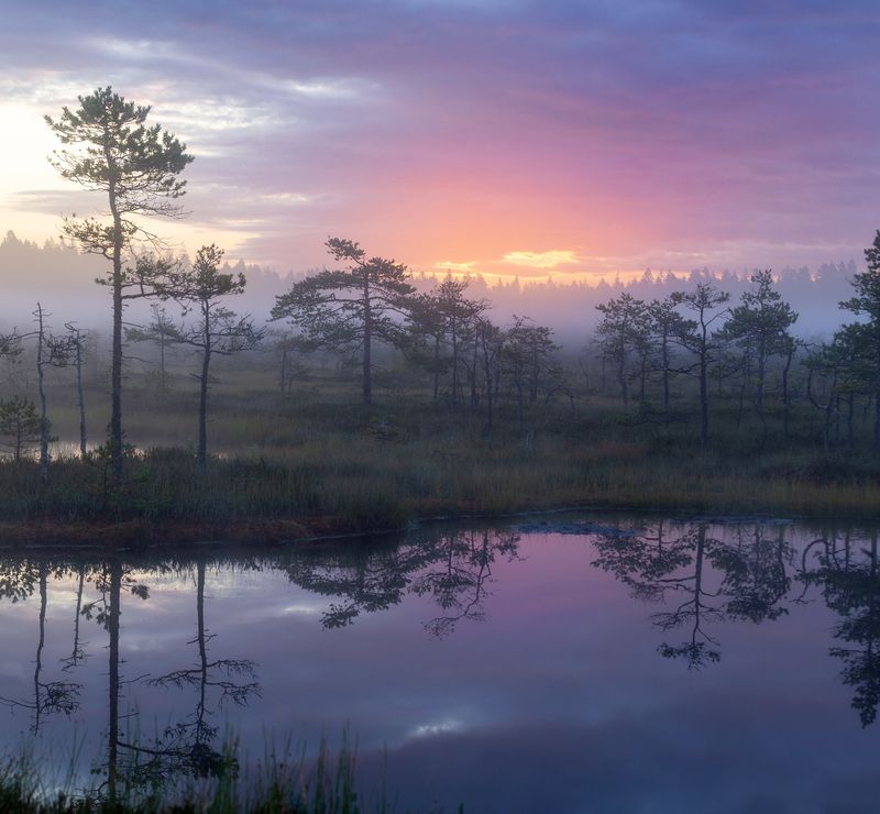 болото, карелия, туман, утро, рассвет, фототур Утро на болоте фото превью