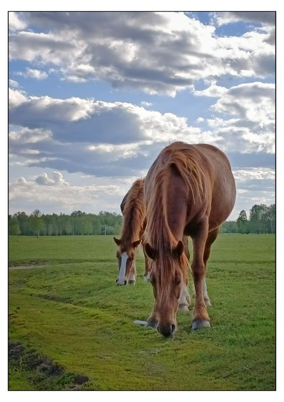 Просто лошади на вольном выпасеphoto preview