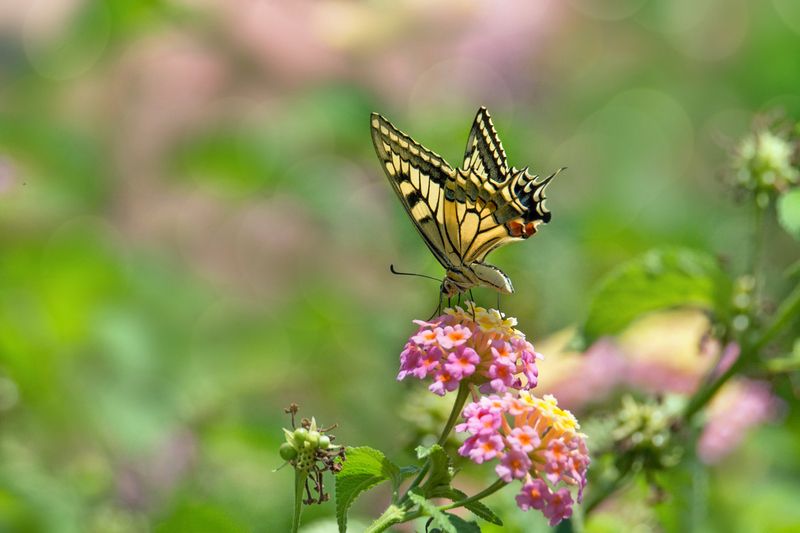 *Летнее утроphoto preview