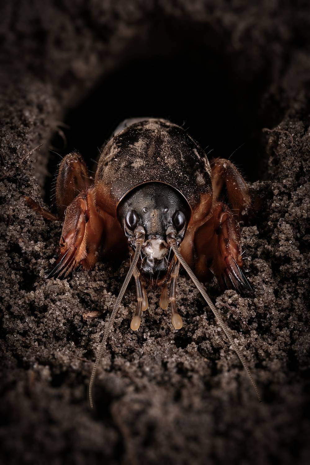 Медведка (лат. Gryllotalpa). Автор: Васильев Роман , Васильев Роман