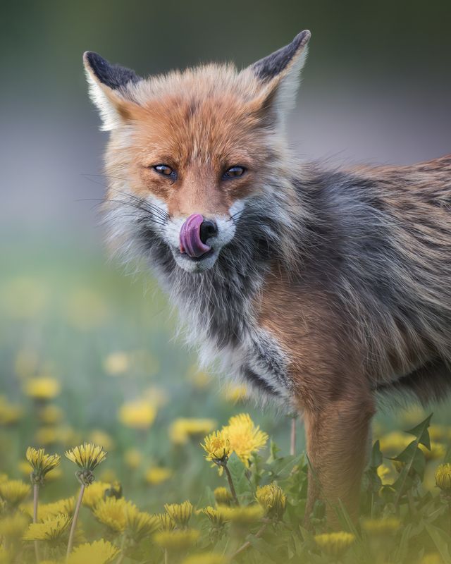 Обыкновенная лисица (Vulpes vulpes)photo preview