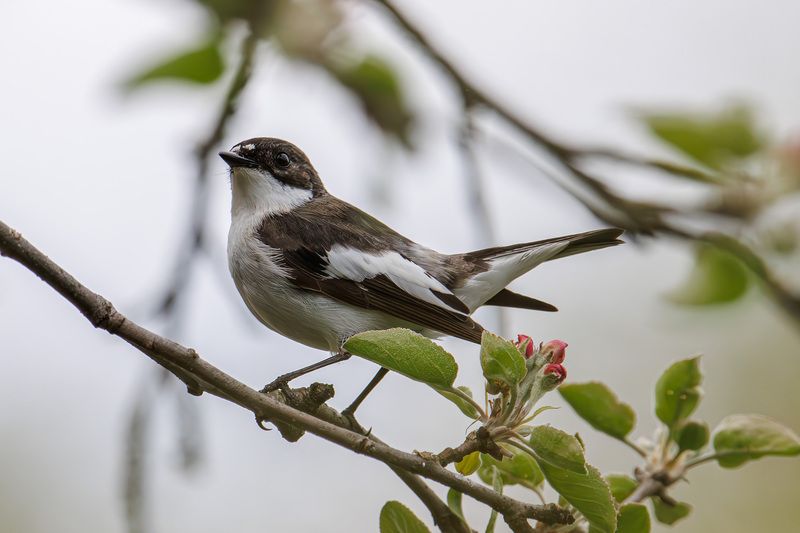 мухоловка, пеструшка, мухоловка пеструшка Мухоловка пеструшкаphoto preview