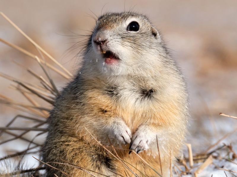 суслик Звезда в шокеphoto preview