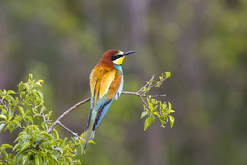 природа ***photo preview