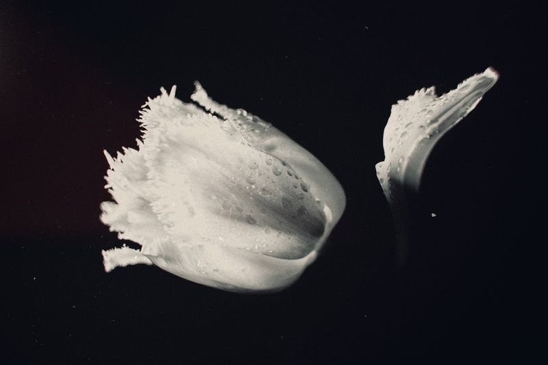 черно-белое, монохромное, цветок, тюльпан, пепельно-розовый, тюльпан, эксперимент, аномалия, макро, красота, эстетика, стилистика, запах, живое, винтажное, винтажная оптика, гелиос 44-2, юпитер-8, sony a7 iii, фотографирую цветы, черно белые тюльпаны, кер Пепельно-розовый тюльпан.photo preview