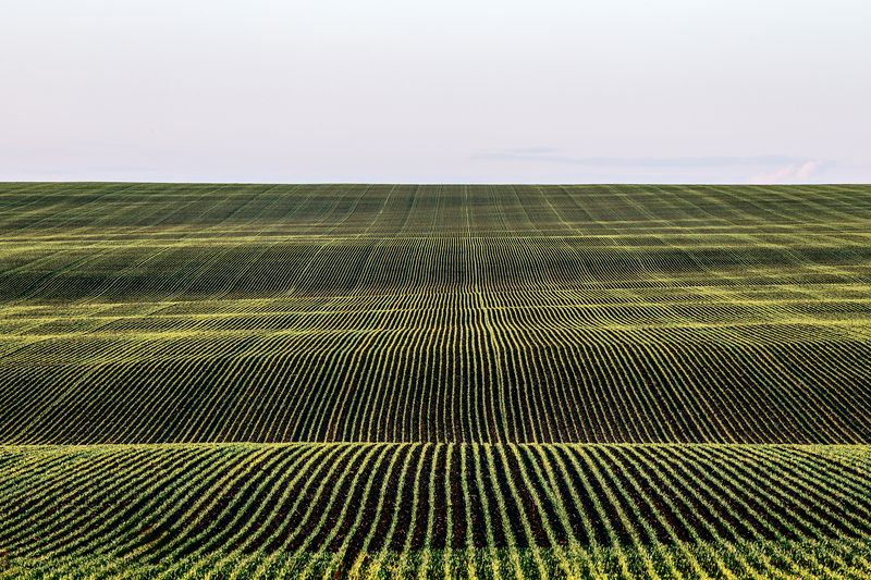 пейзаж, сельское хозяйство, поля, природа, Тульская область, просторы, красота полей По волнам.photo preview
