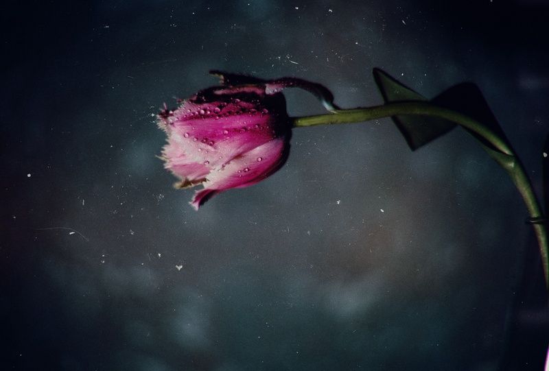 природа, красота, цветок, тюльпан, пепельно-розовый, натюрморт, эксперимент, аномалия, макро, красота, эстетика, стилистика, запах, живое, винтажное, винтажная оптика, гелиос 44-2, юпитер-8, sony a7 iii, фотографирую цветы, фотографирую тюльпаны, керчь, к Я видел мартовских тюльпанов красоту.photo preview