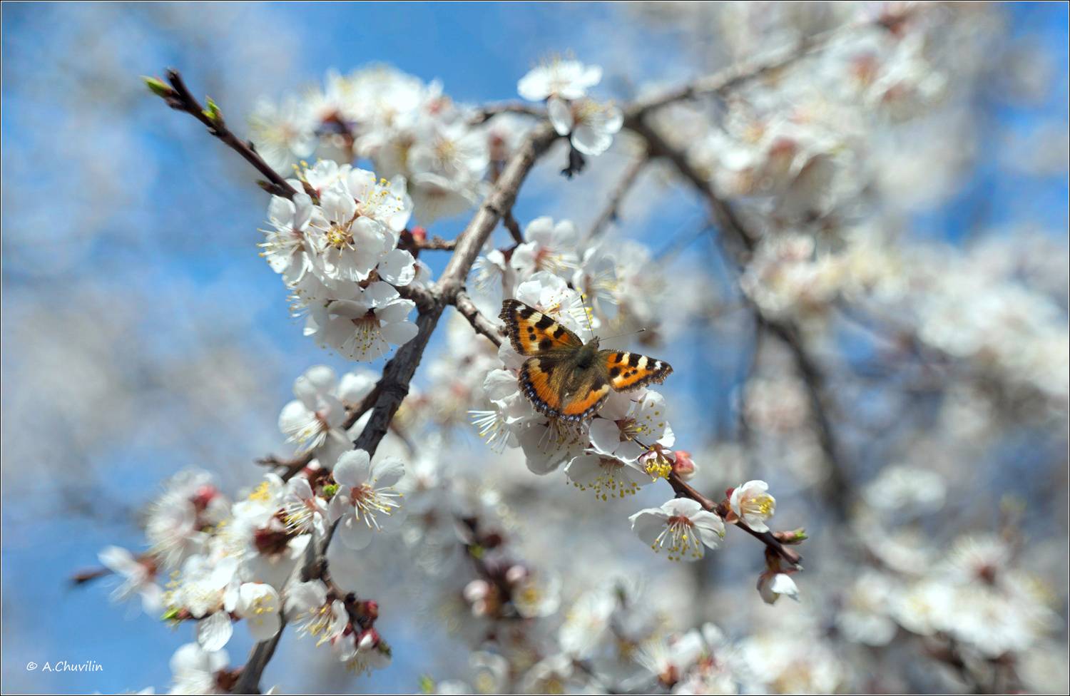 Цветущий май. Автор: Александр Чувилин май,цветение,бабочка, Александр Чувилин