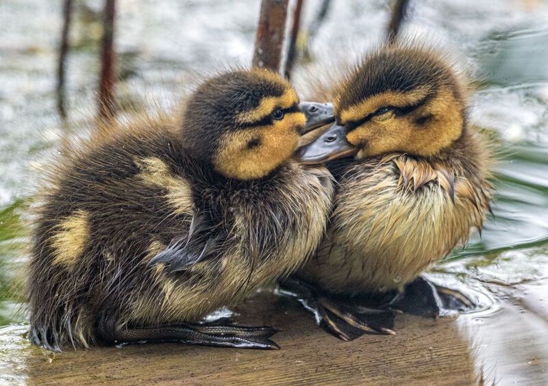 птицы, кисловодск, кряква, птенцы Малышиphoto preview