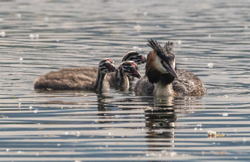 птицы, чомга, птенцы, кисловодск Чомга с потомствомphoto preview