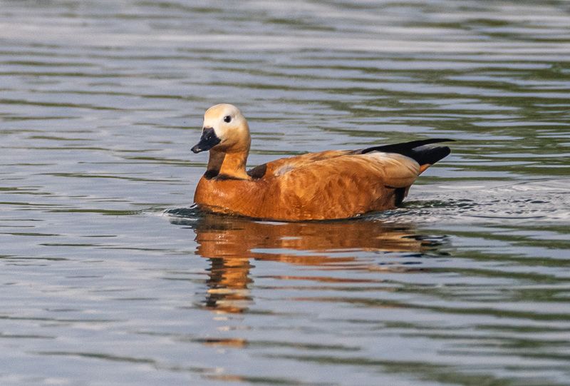 птицы, огарь, кисловодск Огарьphoto preview