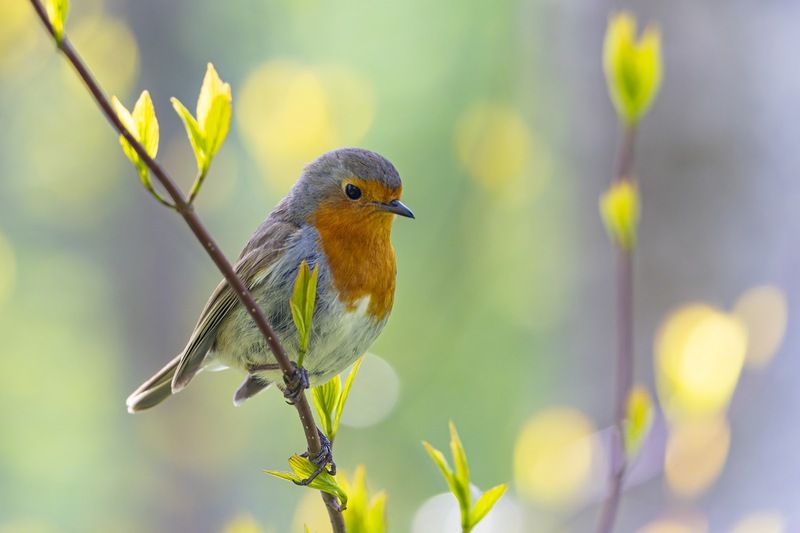 зарянка, малиновка, птицы Зарянкаphoto preview