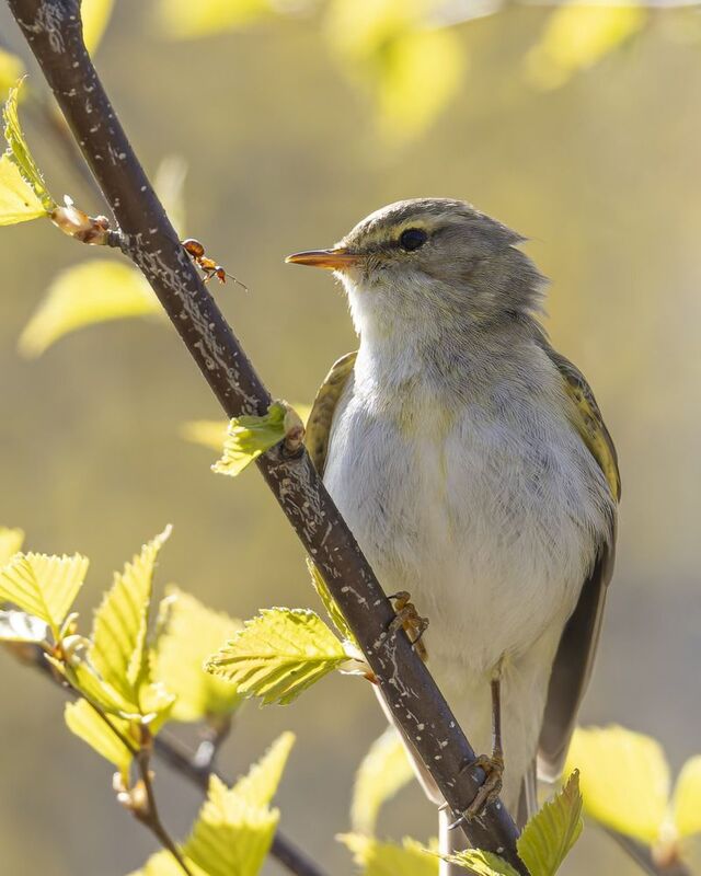 пеночка-весничка, муравей, пеночка весничка, пеночка, весничка, птицы Пеночка-весничка и муравейphoto preview