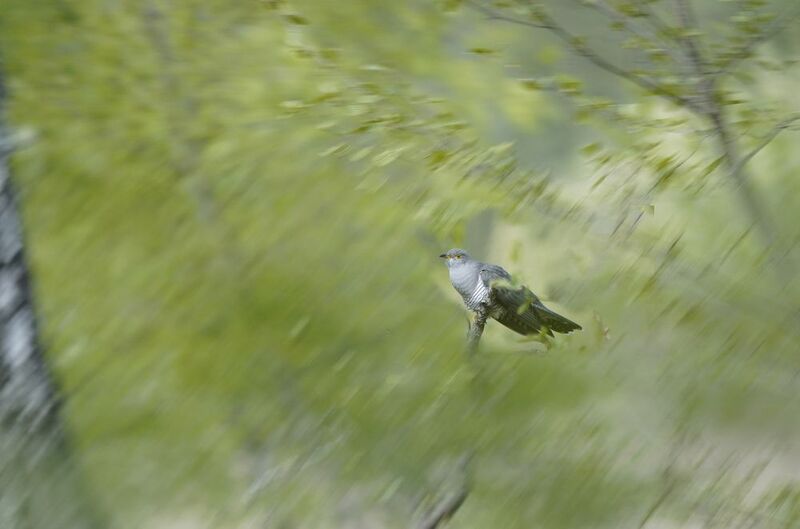 Ку-ку фото превью