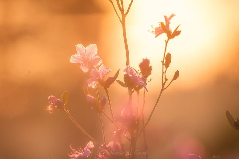 Багульник в золотистом свете фото превью