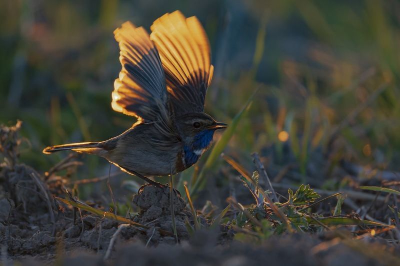 варакушка, птицы, закат Варакушкаphoto preview