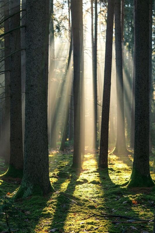 Утренний светphoto preview