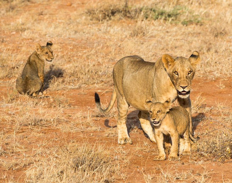 kenya, samburu photo preview