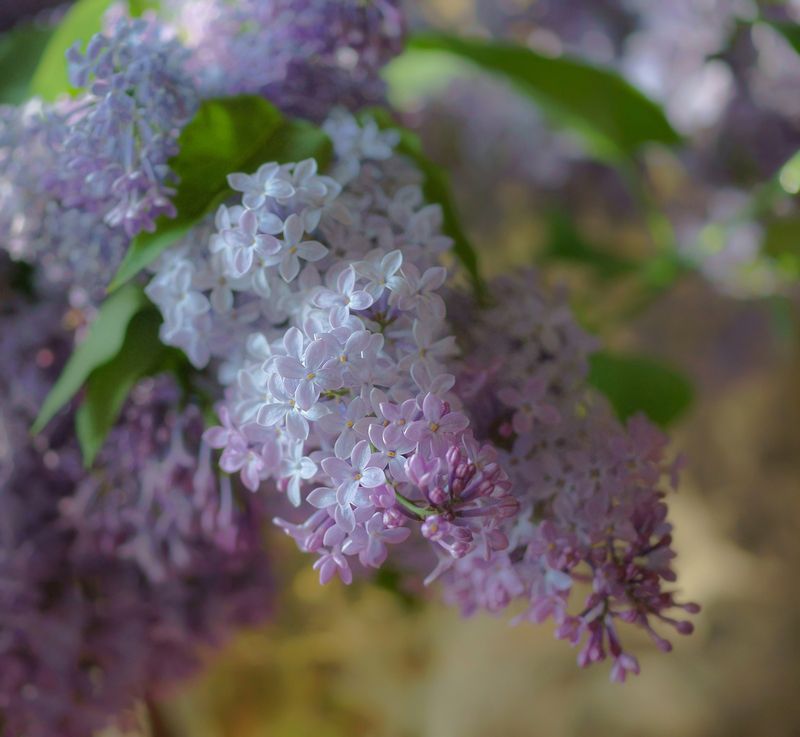 Аромат сирениphoto preview