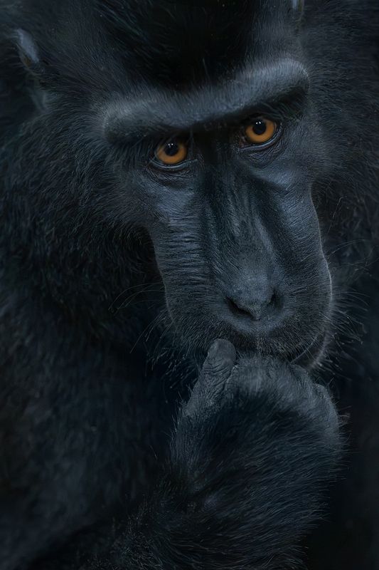 macaca_nigra,  sulawesi,  indonesia, worldphototravels, mikereyfman, wildlifephotography, naturephotography, photoworkshop Macaca Nigraphoto preview