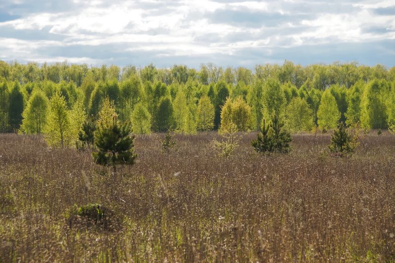 весна, сияние, лес Весенние кружеваphoto preview