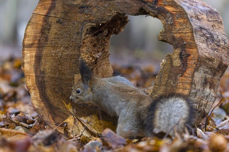 Белка photo preview