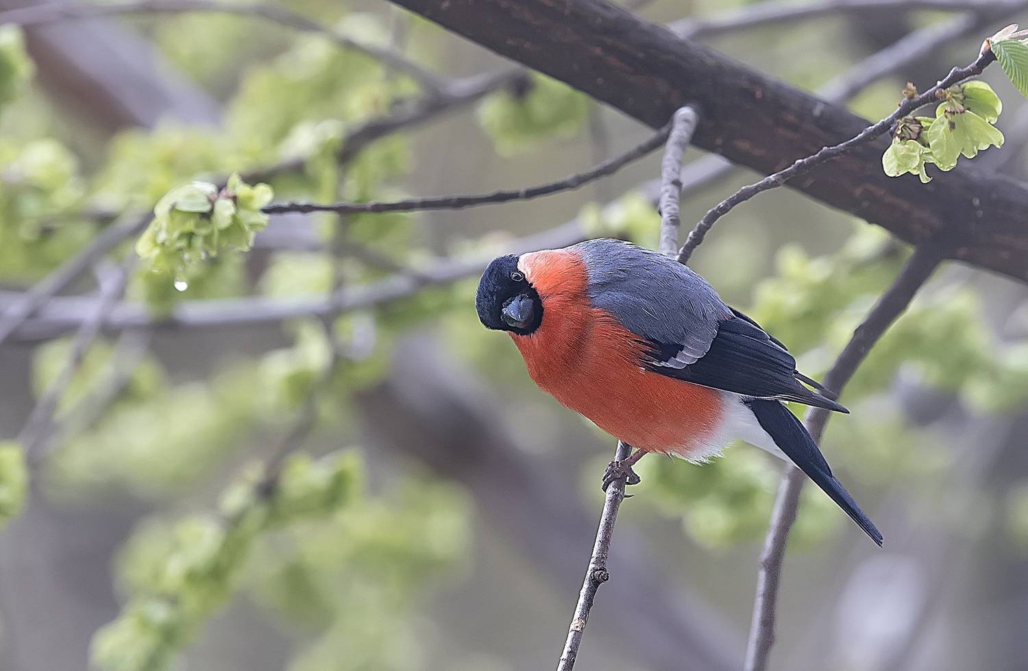 Майский снегирь. Автор: Широких Александр птицы, снегири, весна, май, вяз, Широких Александр