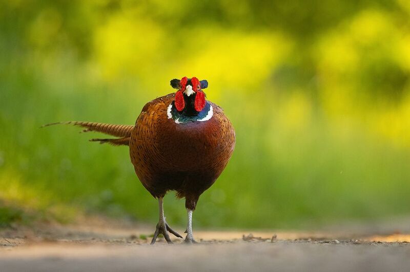 Pheasantphoto preview