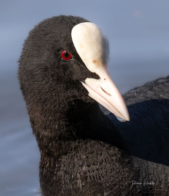 птицы Дама в шляпке (портрет лысухи).photo preview