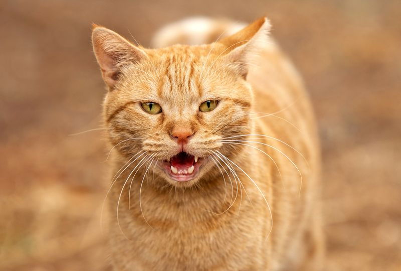 Кот, рыжий, усы  Кто сказал \\\