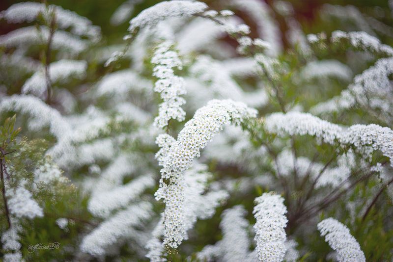 спирея, весна, боке, белый Невестаphoto preview