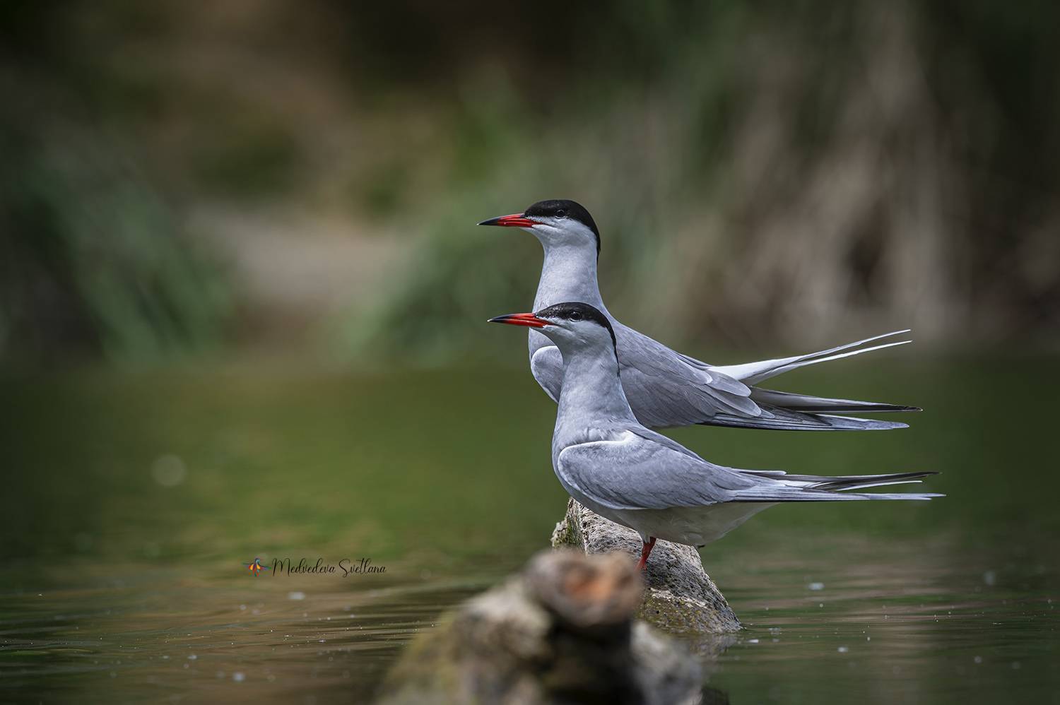 Птичья любовь.. Автор: Медведева Светлана фотоохота, птица, крачка, речная крачка, весна, пара, Медведева Светлана