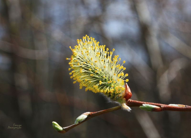 почка, ветка, росток, весна photo preview