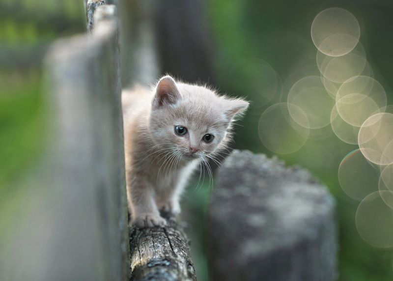 котята, кошка, котенок, беларусь Крохаphoto preview