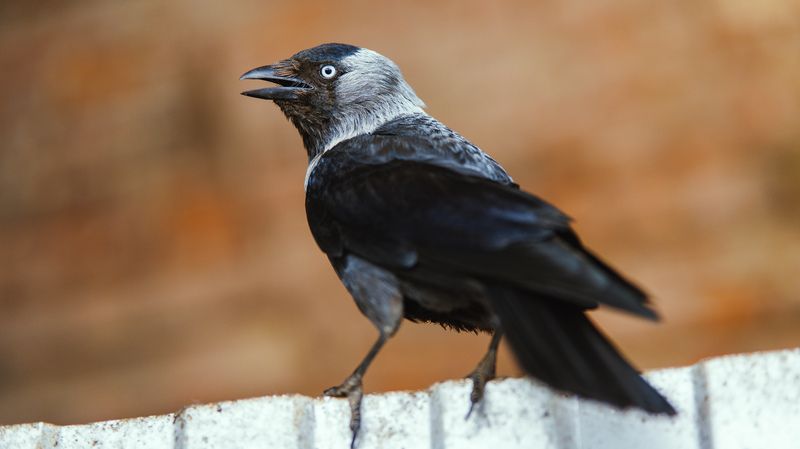 Галкаphoto preview