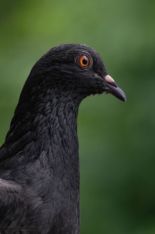 наблюдения за птицами, самец черного голубя, черный голубь, голубь, птицы, портреты птиц, эмоции, весна, время птенцов, птицы на гнездах, весна2025 Не стандартphoto preview