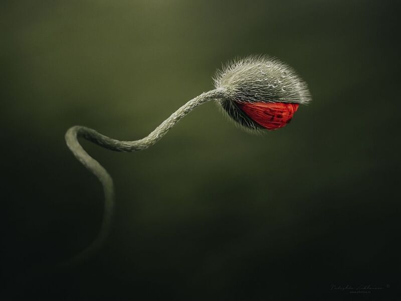 маки, мак, красный мак, цветы, полевые цветы, макро, макрофотография, арт-фотография, арт-фото, весна, весна 2025, май Макphoto preview