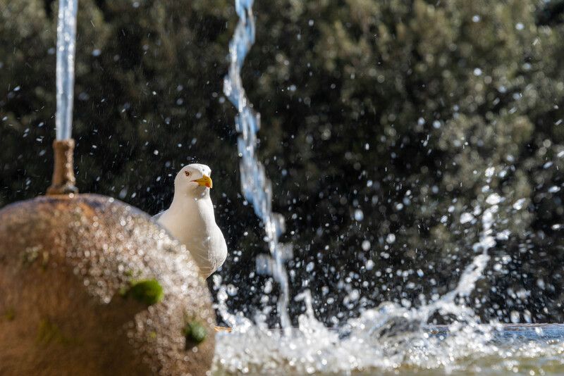 Римские чайкиphoto preview