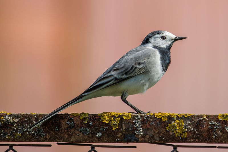 белая трясогузка, трясогузка Белая трясогузкаphoto preview
