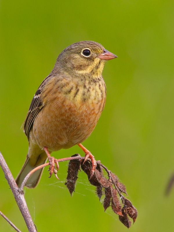 emberiza hortulana, садовая овсянка, Садовая овсянка.photo preview
