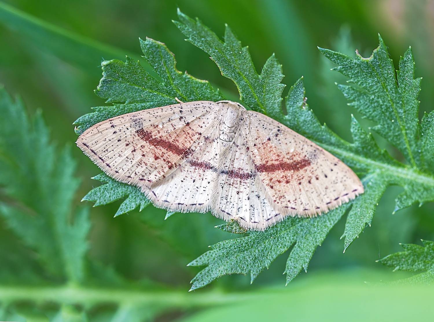 насекомые, бабочка, пяденица, кольчатая, точечная, весна, май, Борис Новиков
