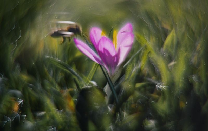 природа, красота, цветок, крокус, фиолетовый, лиловый, эксперимент, нектар, пчёлы, красота, эстетика, стилистика, иллюзия, живое, винтажное, винтажная оптика, гелиос 44-2, petzval mode, sony a7 iii, фотографирую цветы, фотографирую крокусы, керчь, крым, р Охотницы за мартовским нектаром.photo preview