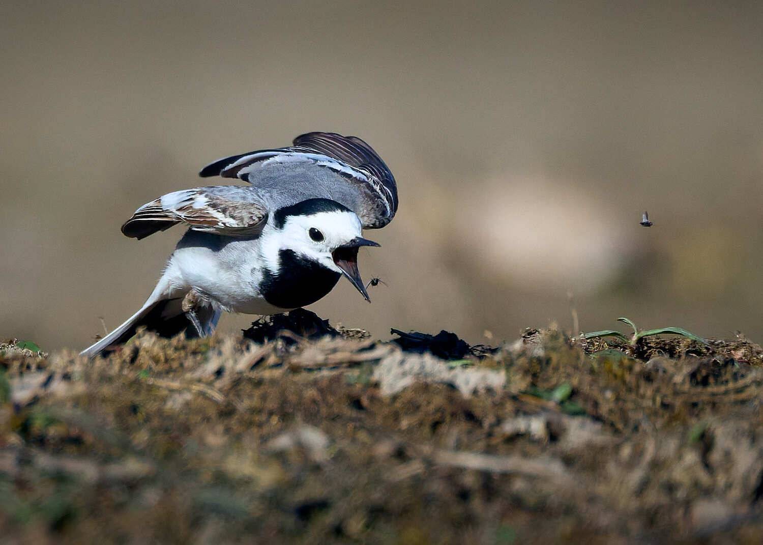 птица трясогузка , Mikhail Khmelevskiy