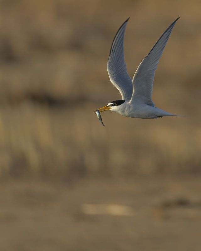 малая крачка, крачка, чайка, птицы Малая крачкаphoto preview