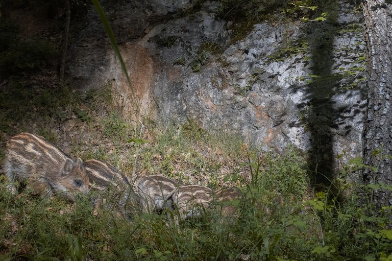 животные, дикая природа, animal, wildlife The Wild in the darkphoto preview