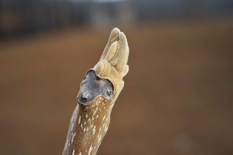 Орех маньчжурский. Побегphoto preview