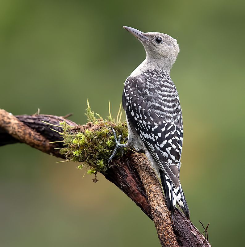 дятел, каролинский меланерпес, red-bellied woodpecker, woodpecker, spring Juvenile -Red-bellied Woodpecker. Молодой дятел - Каролинский меланерпесphoto preview