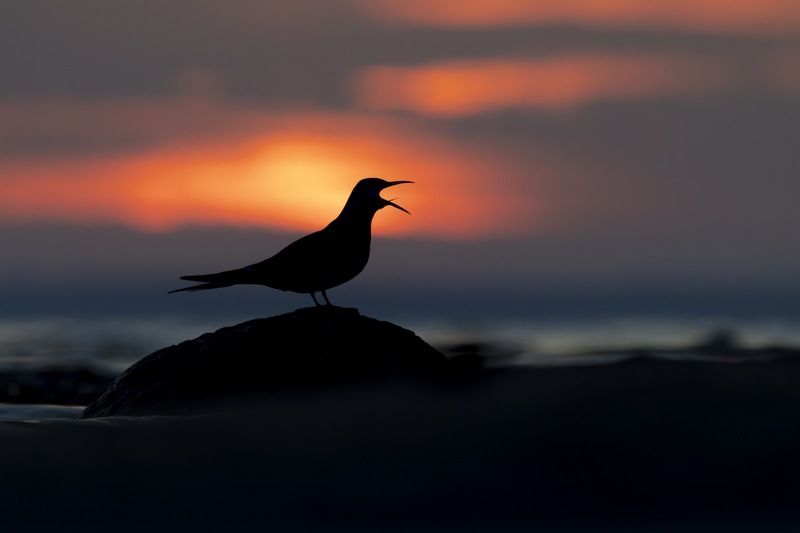 крачка, чайка, птицы, речная крачка, закат, финский залив, балтика Закат на Финском заливеphoto preview