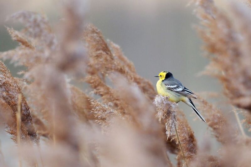 Желтоголовая трясогузкаphoto preview